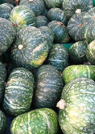 Hokkaido Kürbis grün, BIO, demeter, 1kg